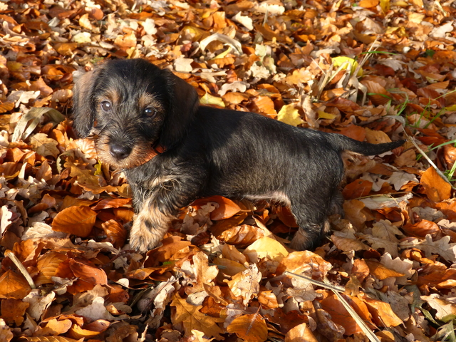 familienhunde